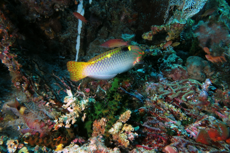 Halichoeres hortulanus, Bodianus diana