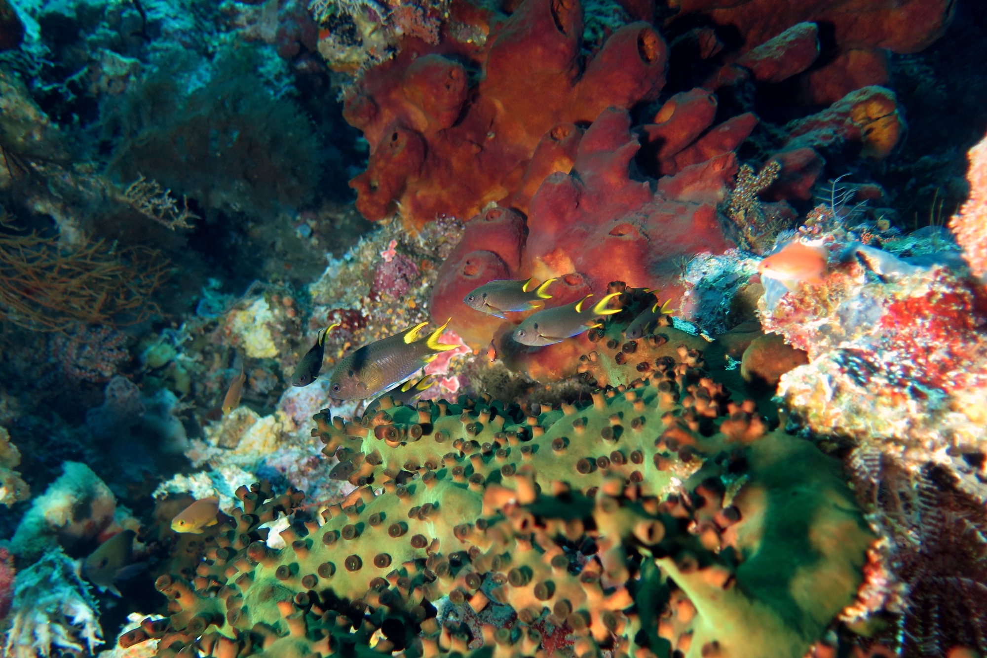 Neopomacentrus cyanomos, Tubastraea micranthus, Theonella swinhoei