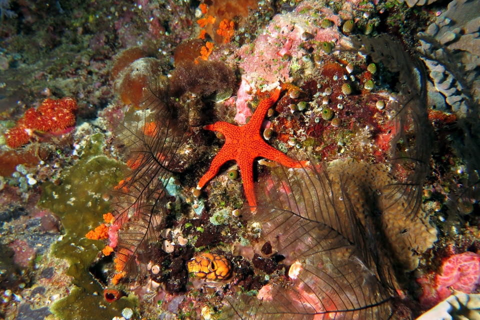 Fromia milleporella