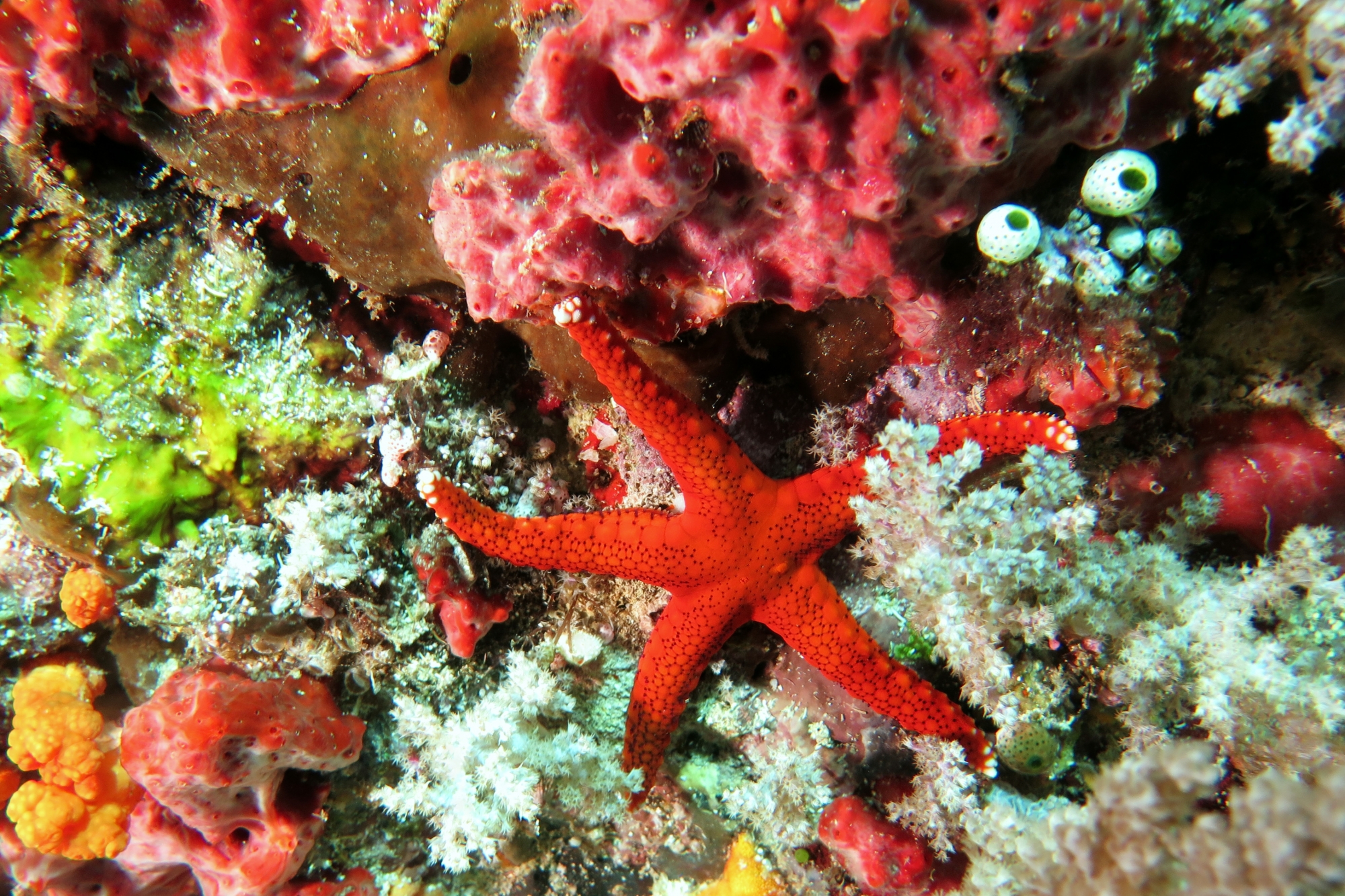 Fromia milleporella
