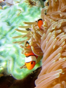 Heteractis magnifica, Amphiprion ocellaris