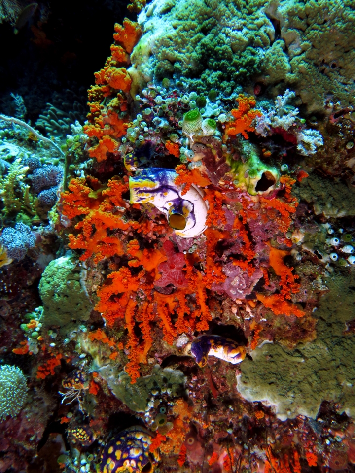 Polycarpa aurata, Didemnum molle, Didemnum moseleyi, Polycarpa cryptocarpa