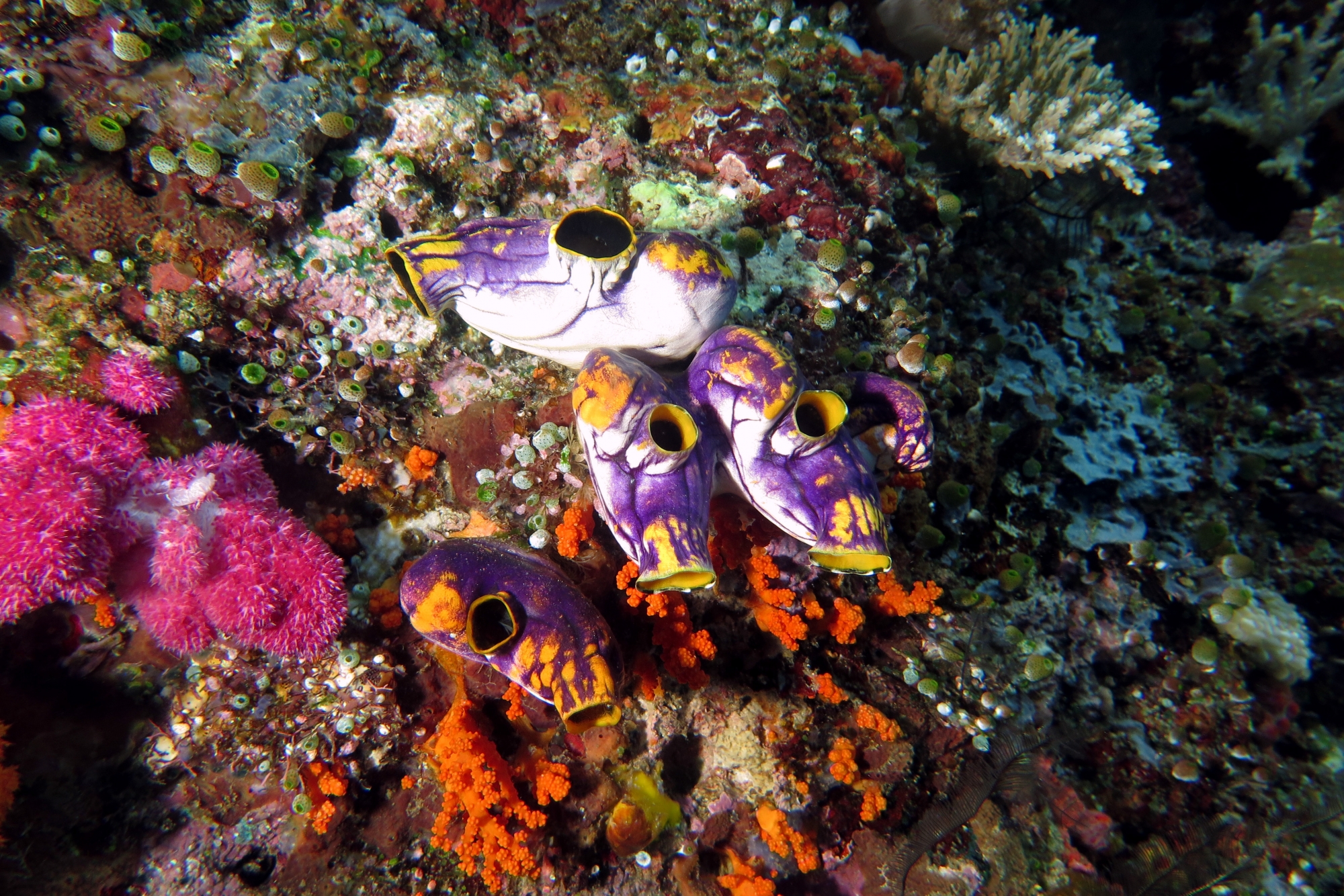 Polycarpa aurata