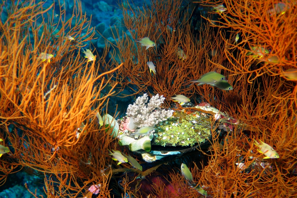 Amblyglyphidodon aureus, Chromis scotochiloptera, Antipathes, Pteria penguin