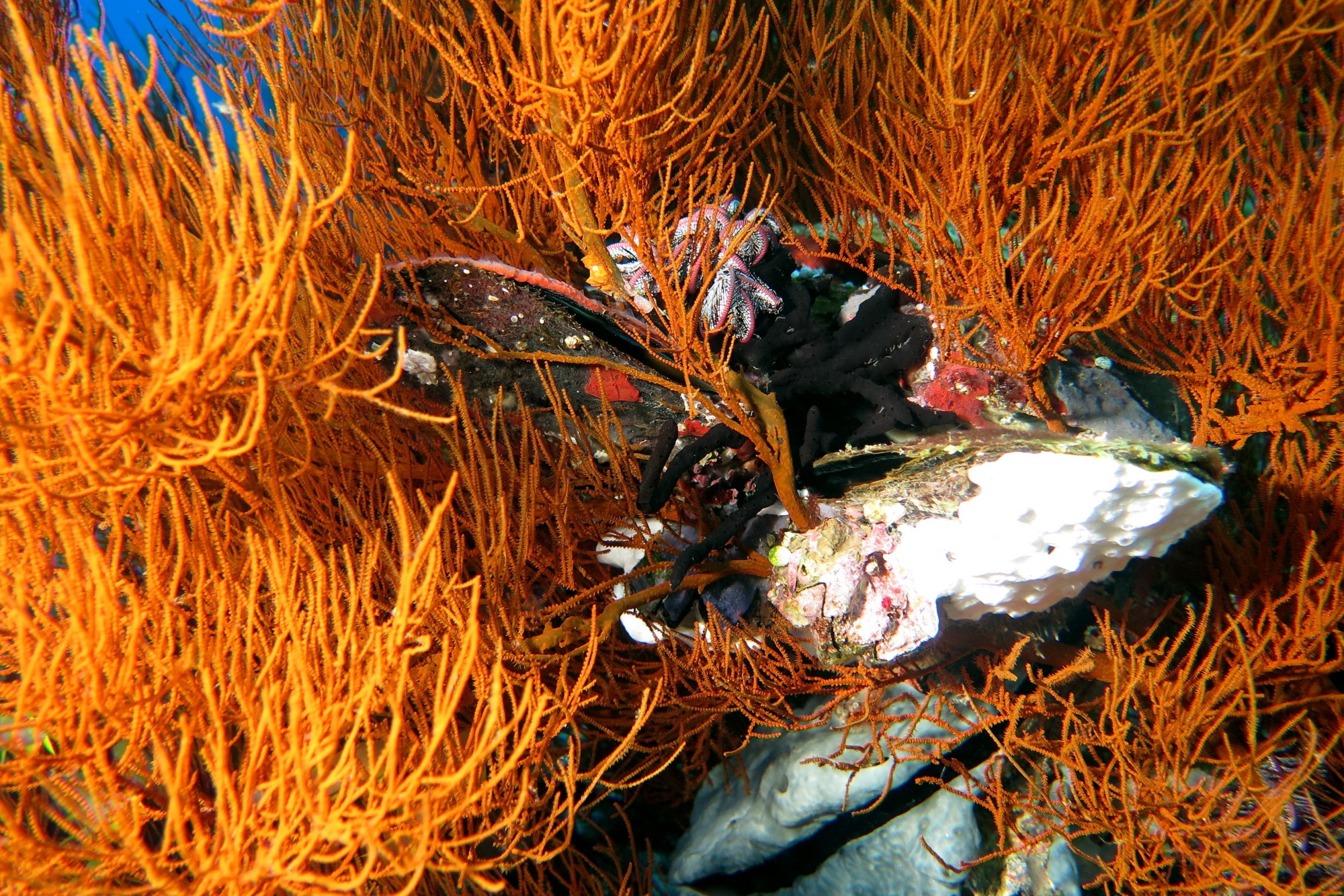 Pteria penguin, Hyotissa hyotis, Antipathes