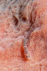 Xestospongia testudinaria, Pleurosicya labiata