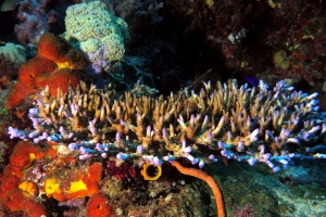 Acropora loripes