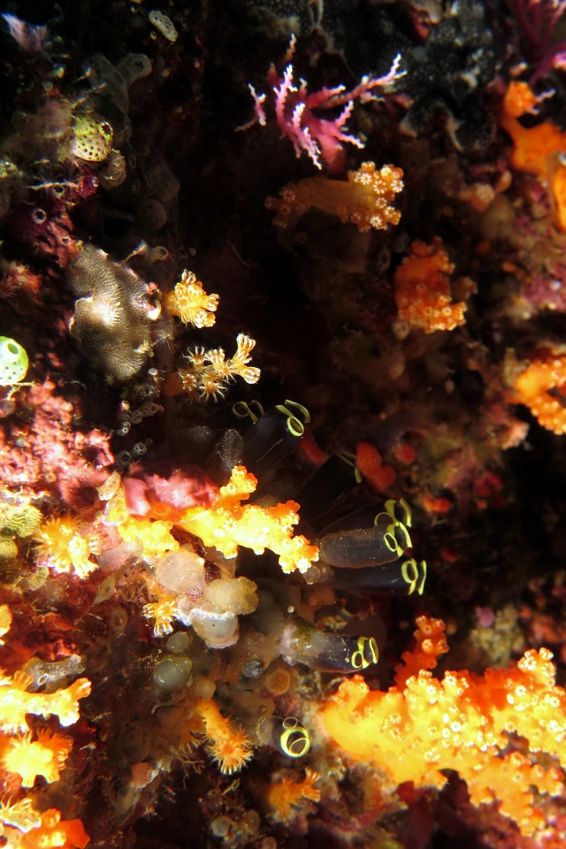Clavelina robusta, Dendronephthya sp.