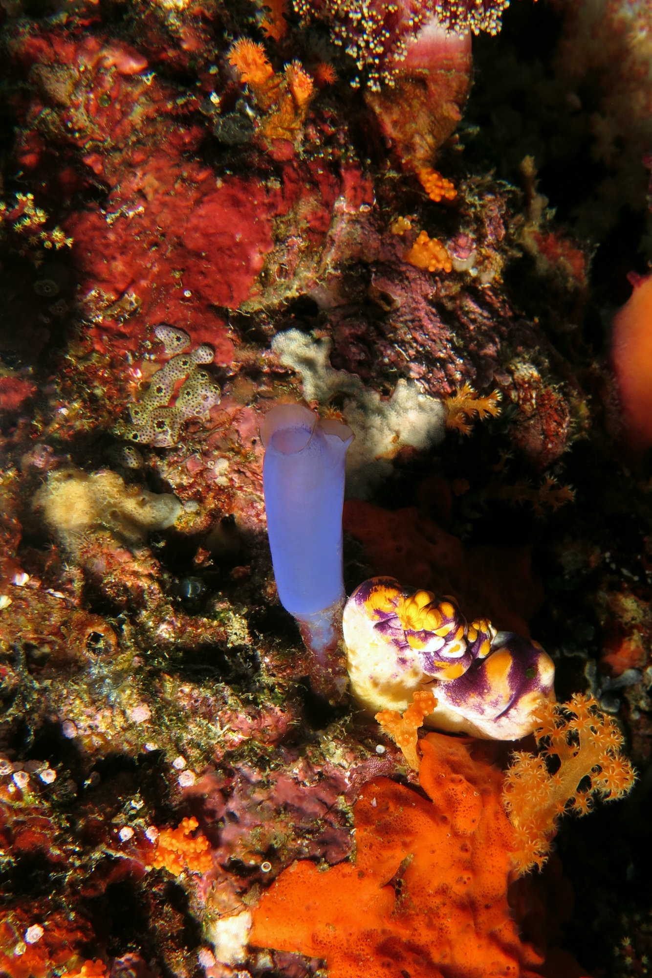 Rhopalaea spp.