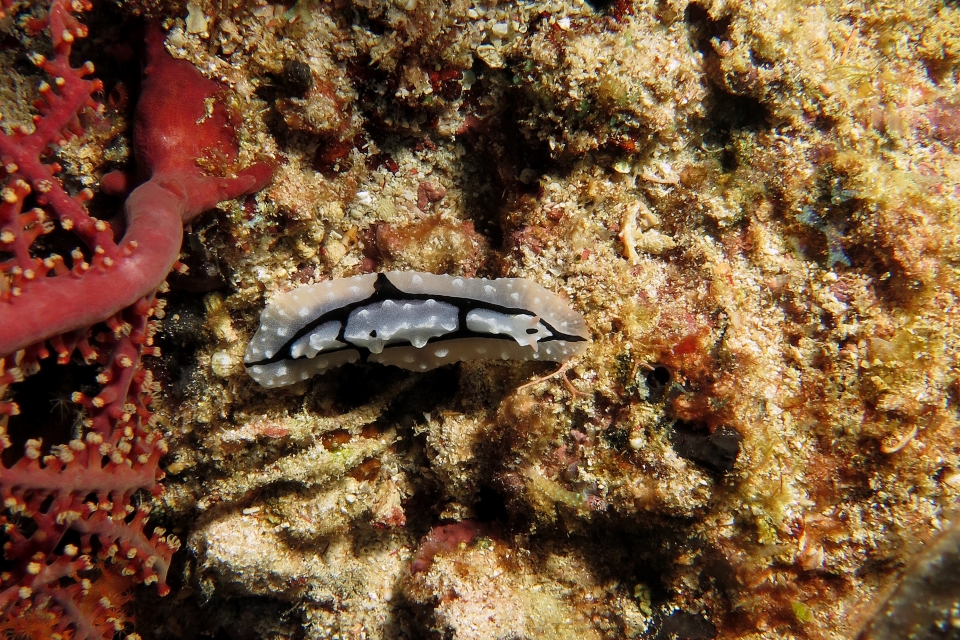 Phyllidiopsis shireenae