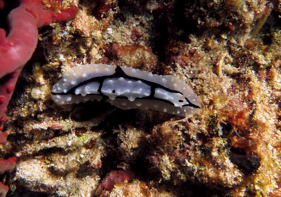 Phyllidiopsis shireenae