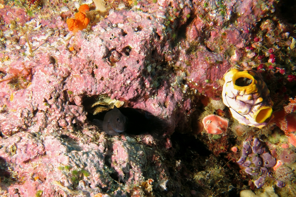 Cirripectes chelomatus