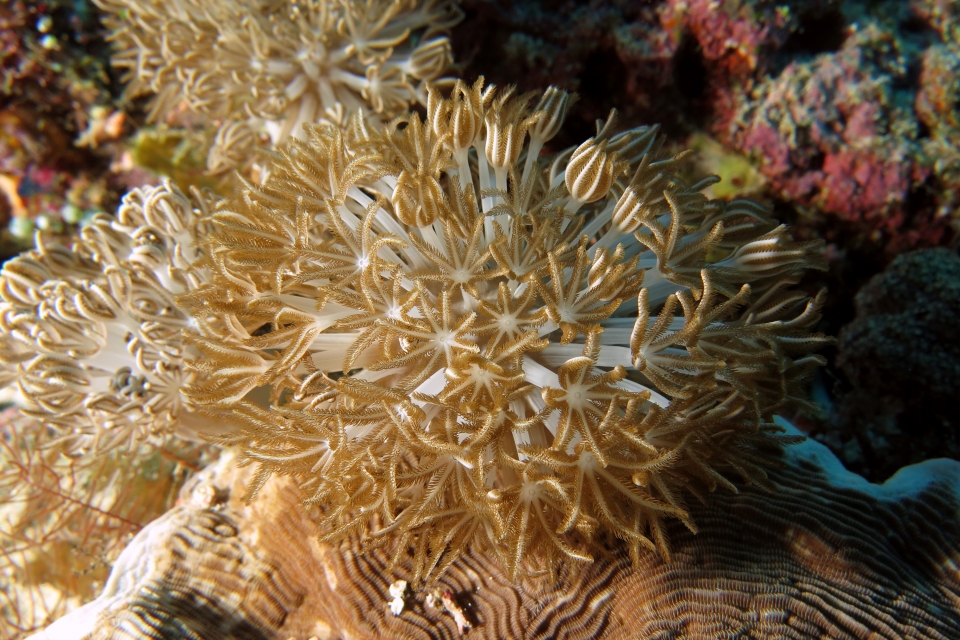 Xénia sp. ou Heteroxenia sp.