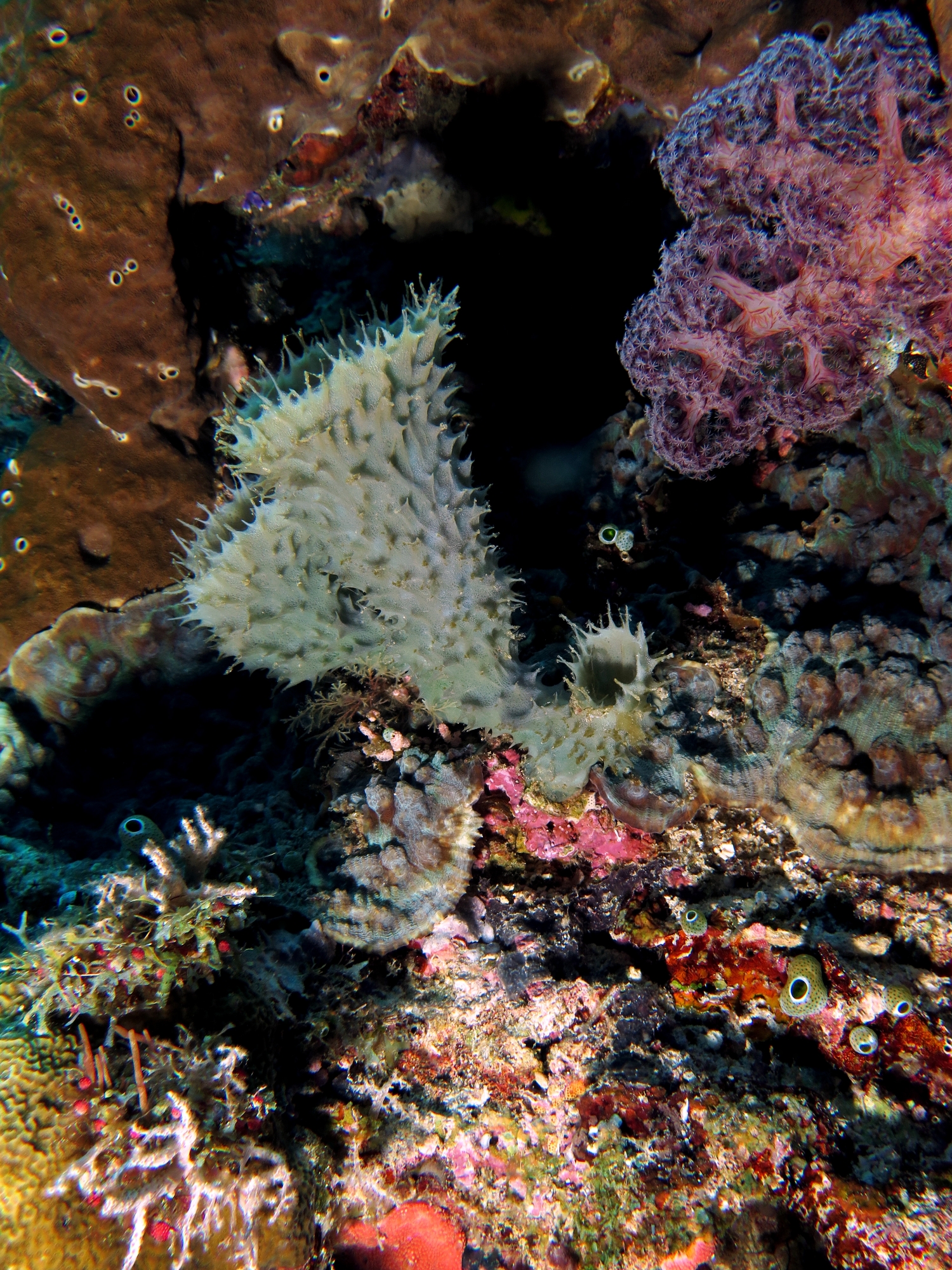 Callyspongia sp., Mycedium elephantotus
