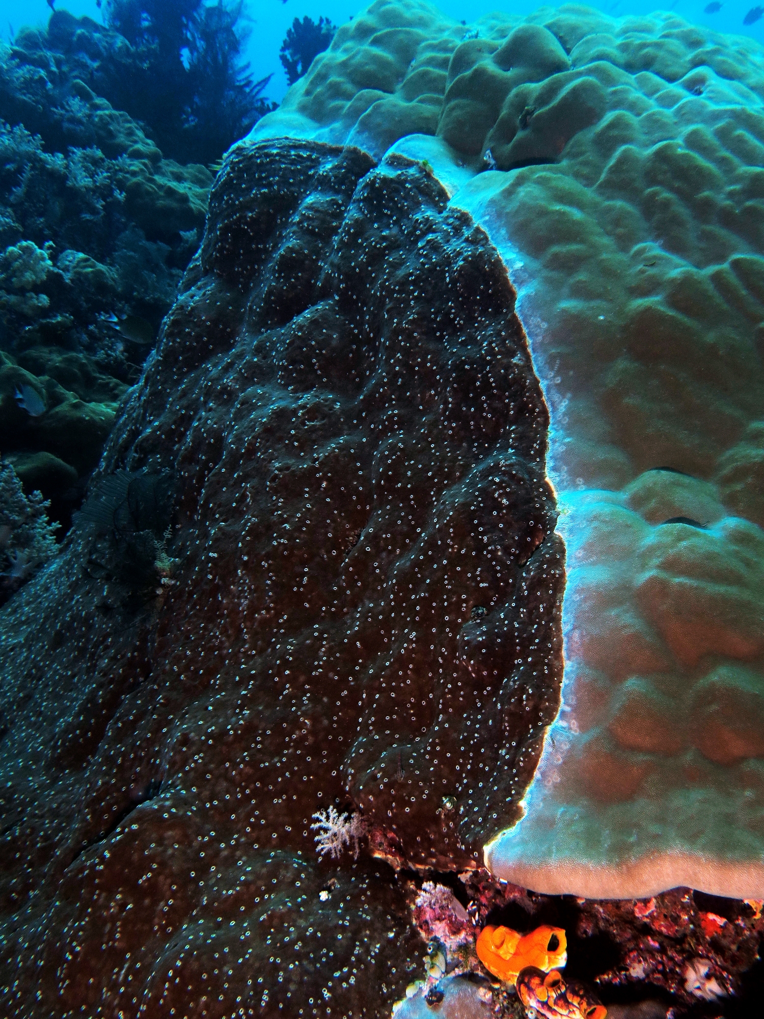 Eponge indéterminée, Porites lutea
