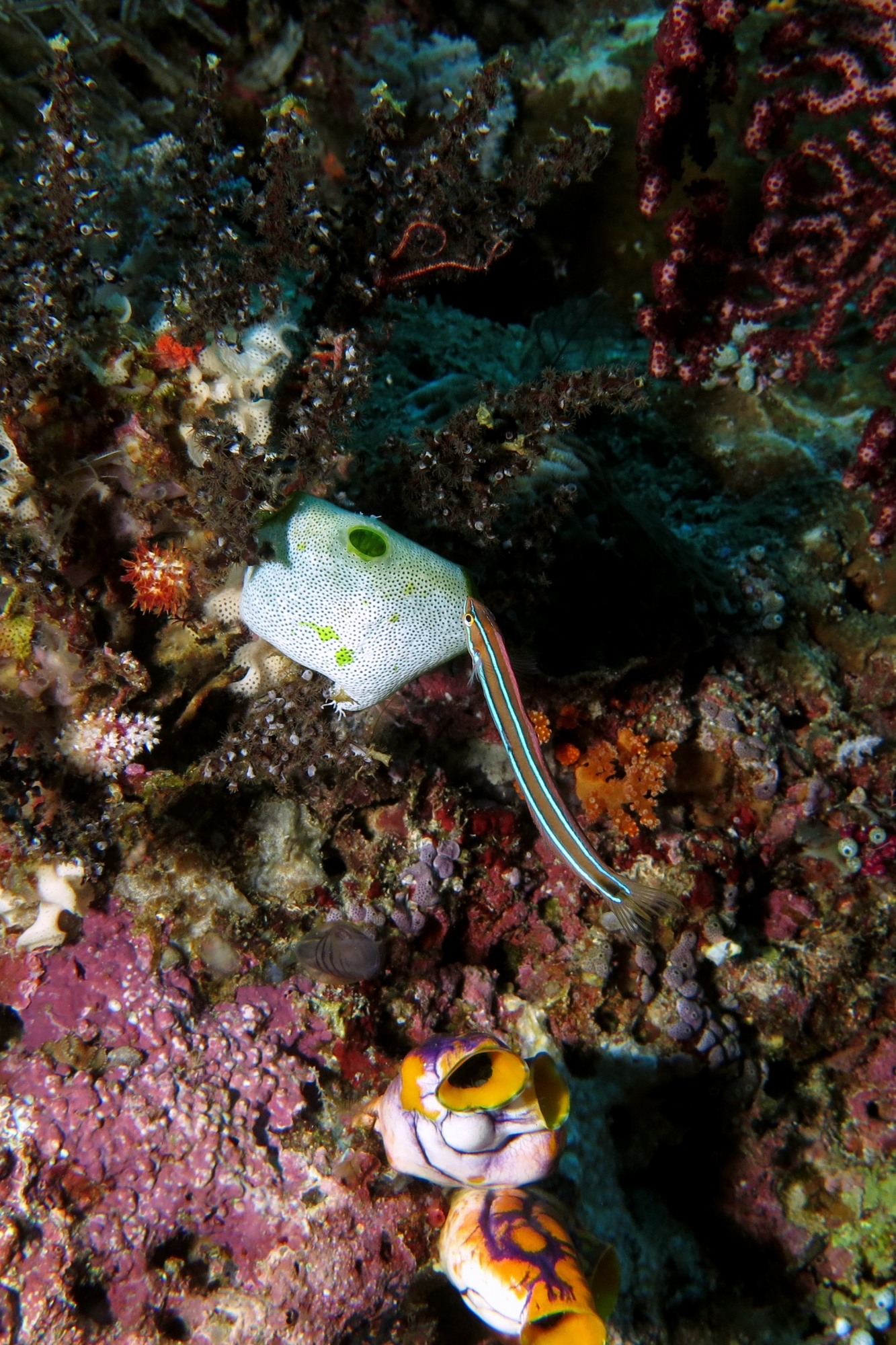 Plagiotremus rhinorhynchos, Didemnum molle