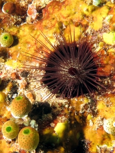 Echinostrephus aciculatus, Didemnum molle