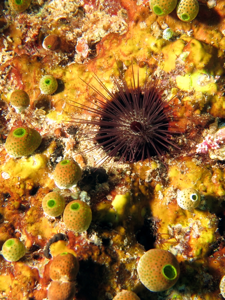 Echinostrephus aciculatus, Didemnum molle