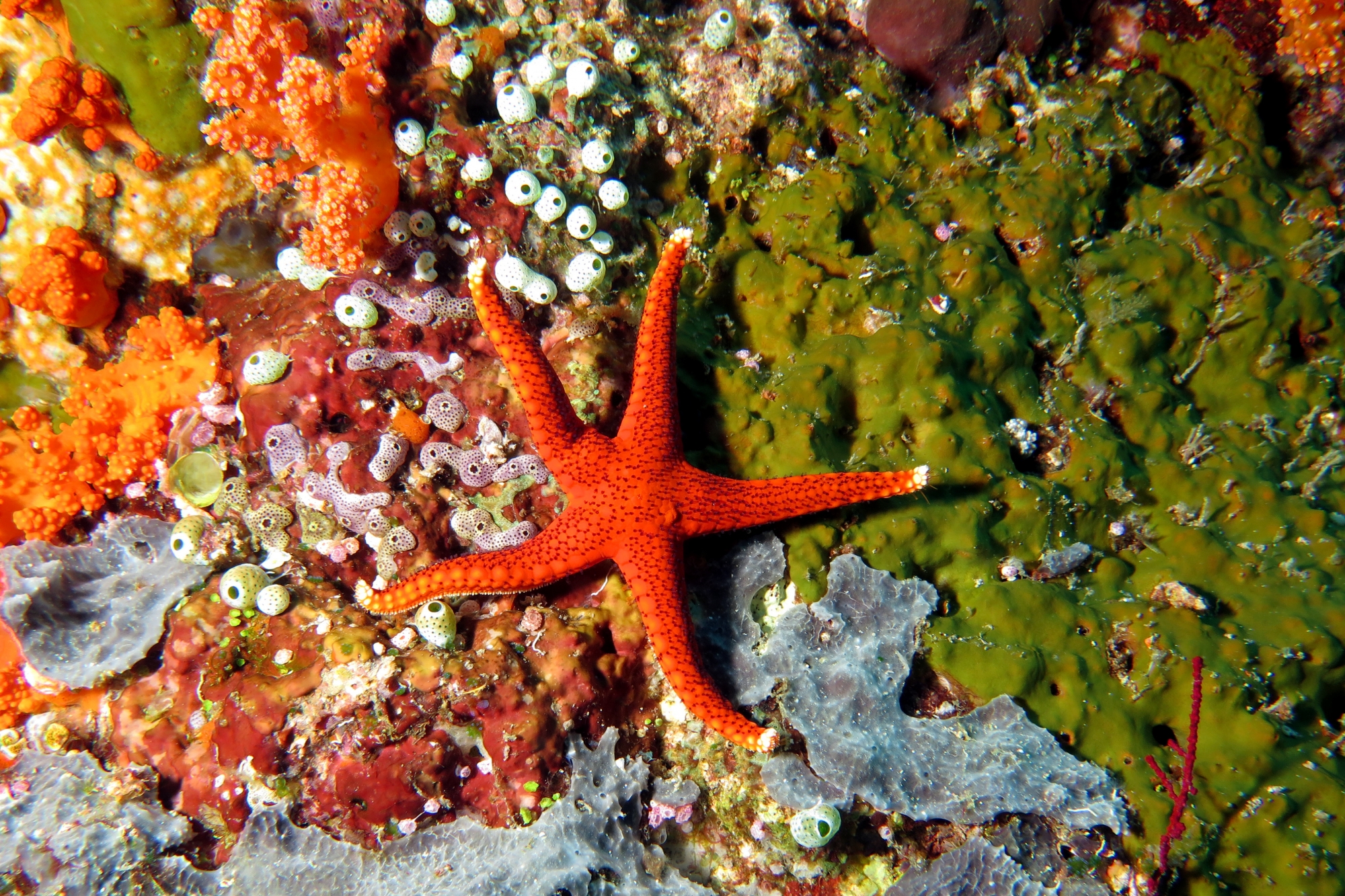 Fromia milleporella