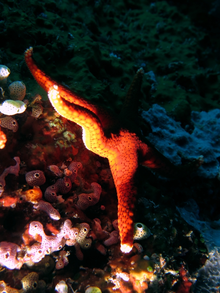 Fromia milleporella