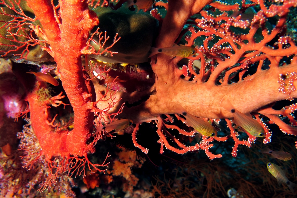 Archamia fucata, Melithaea ochracea