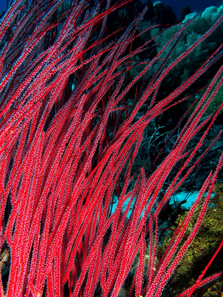 Ellisella ceratophyta