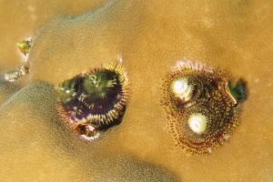 Spirobranchus giganteus, Porites lutea