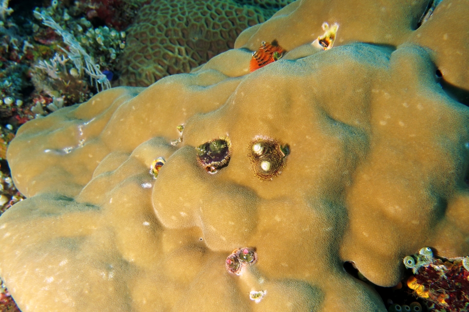 Spirobranchus giganteus, Porites lutea