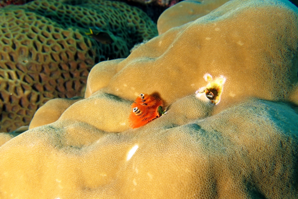 Spirobranchus giganteus, Porites lutea