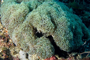 Euphyllia ancora