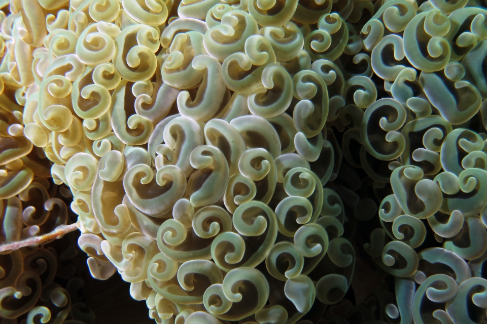 Euphyllia ancora