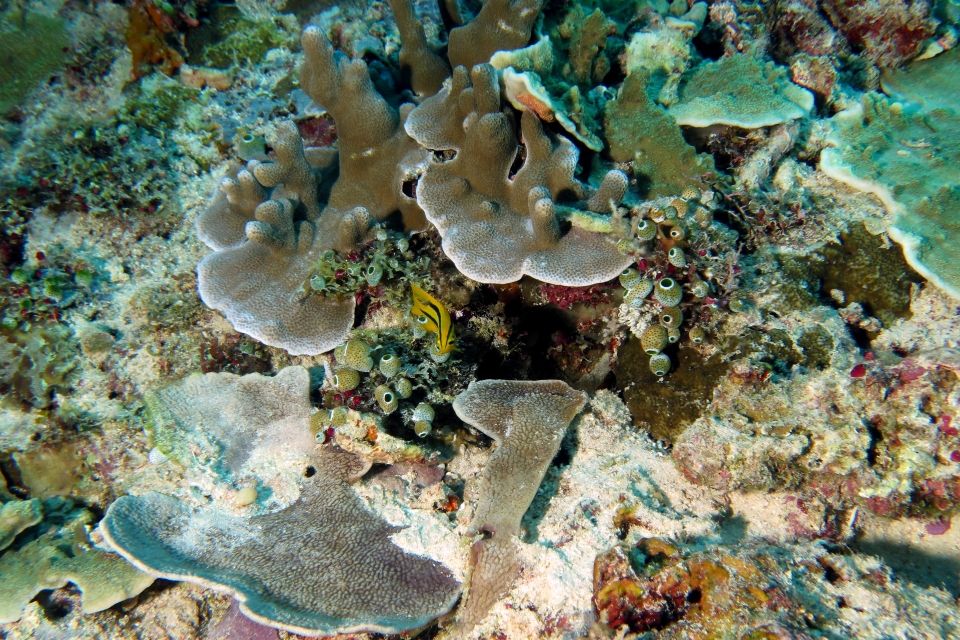 Neoglyphidodon nigroris, Leiodermatium sp., Porites lichen