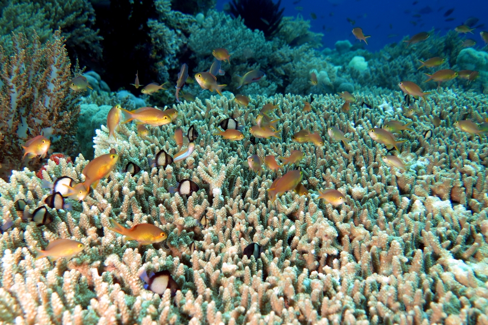 Pseudanthias huchtii, Dascyllus reticulatus, Acropora