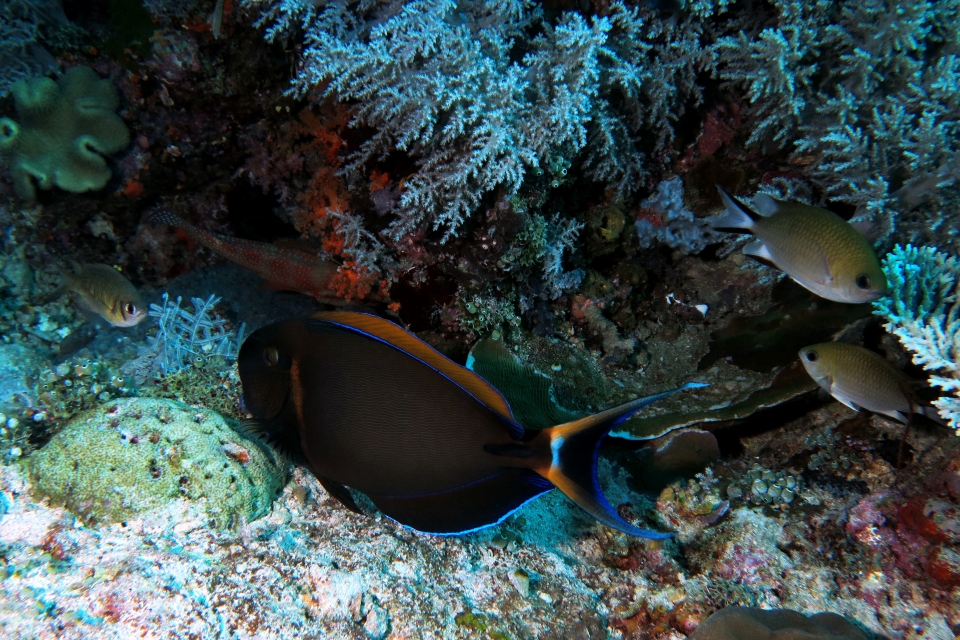 Acanthurus bariene, Chromis scotochiloptera