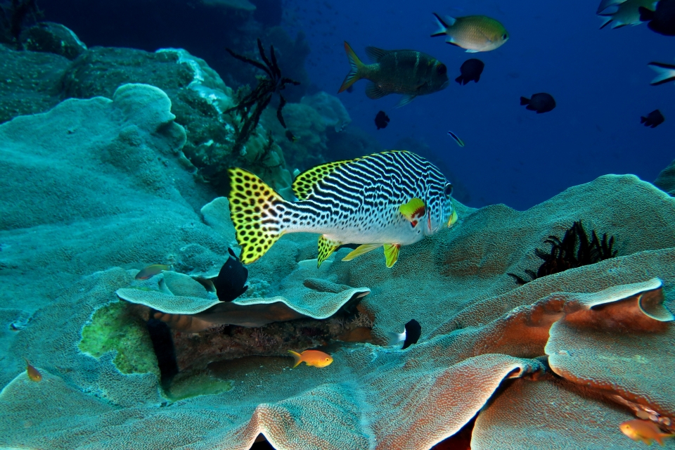 Plectorhinchus lineatus, Diploastrea heliopora