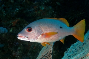 Lutjanus monostigma