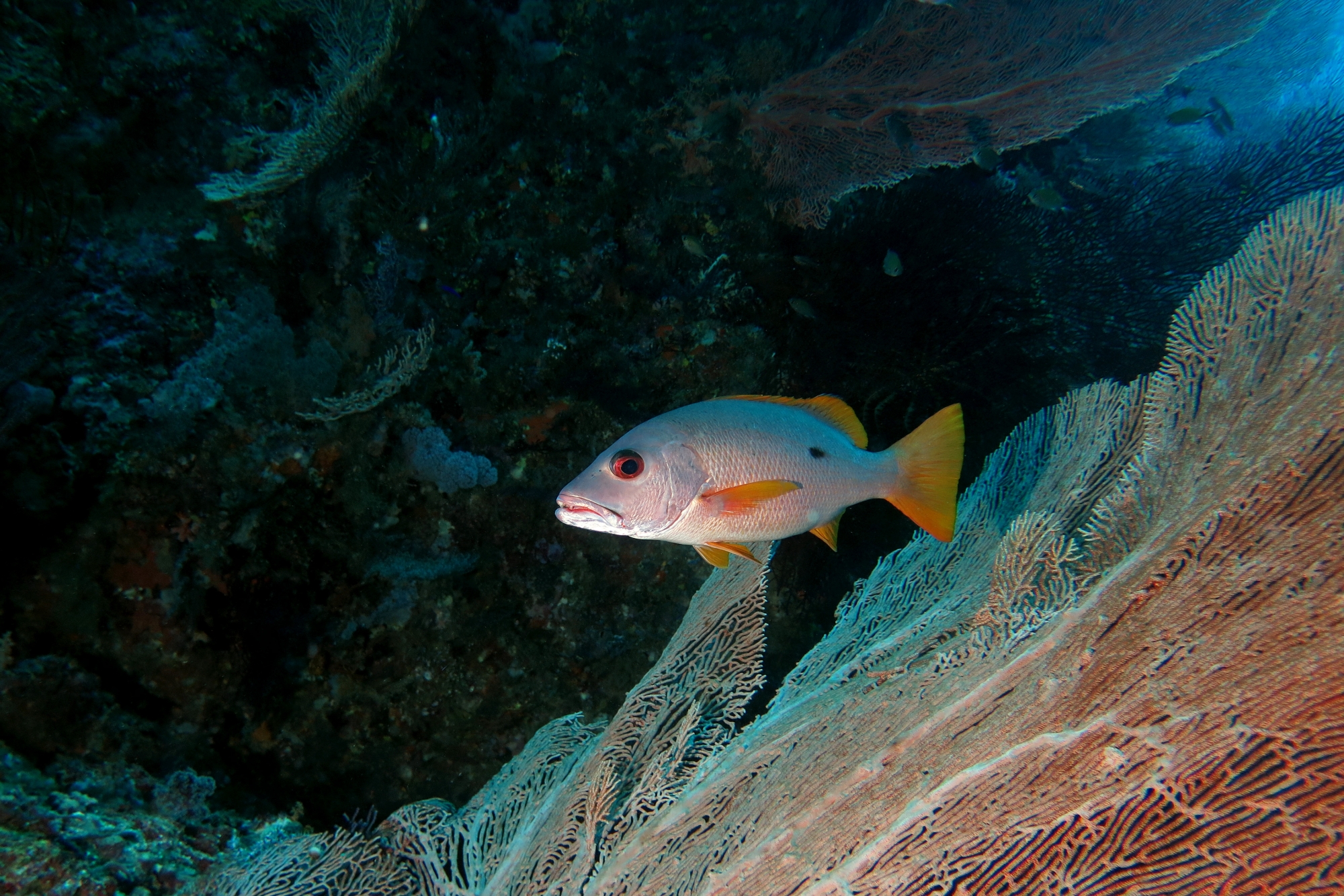 Lutjanus monostigma