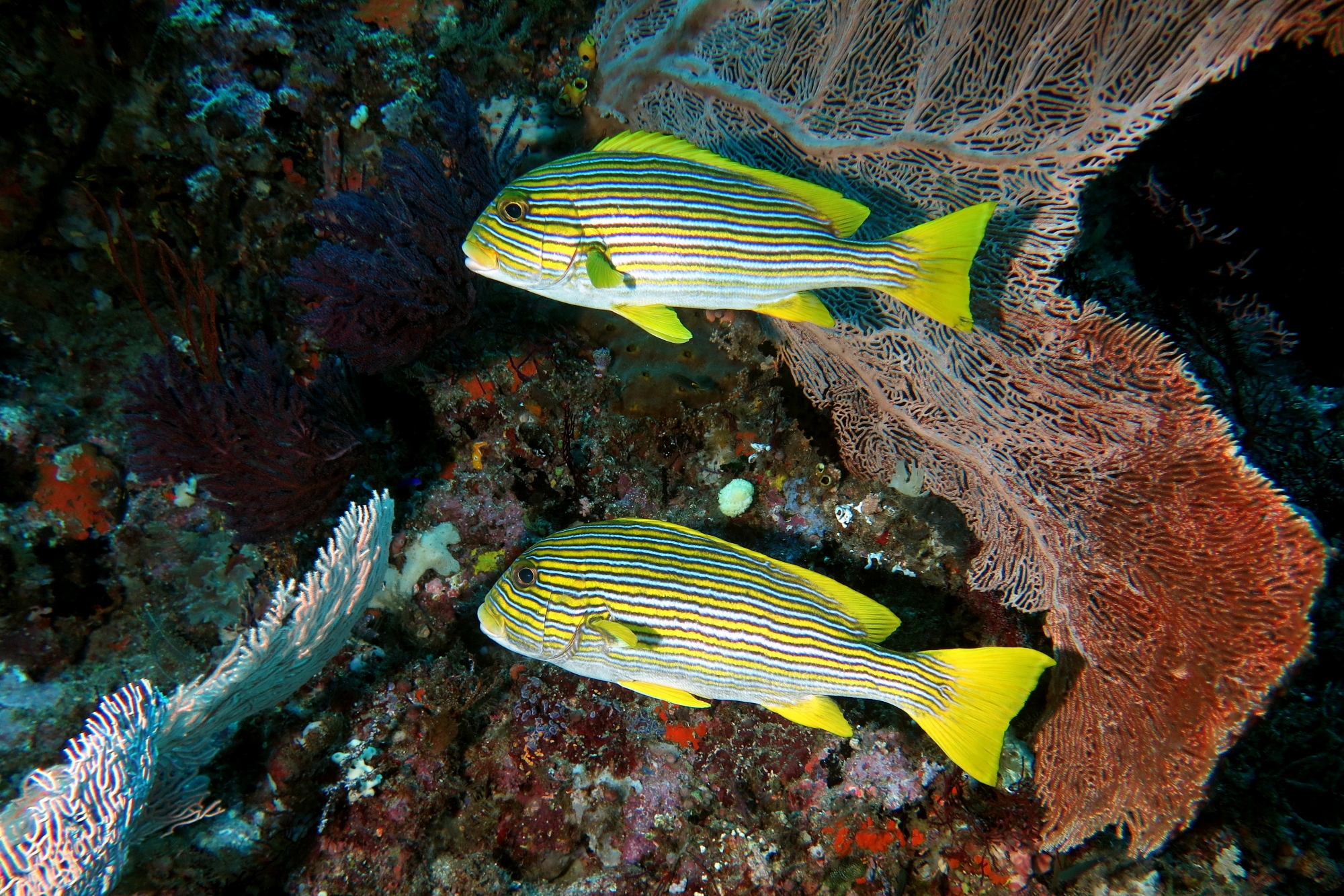 Plectorhinchus polytaenia