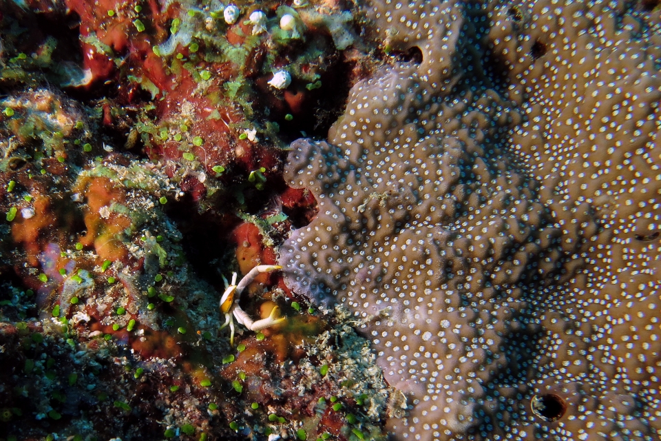 Allogalathea elegans, Corail Montipora
