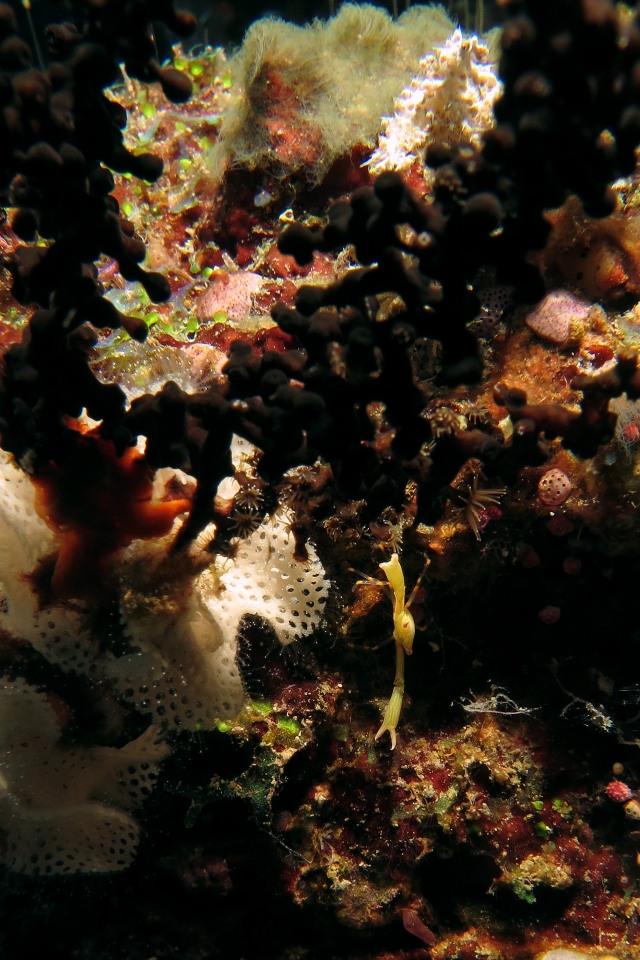 Quadrella coronata, Triphyllozoon sp., Zanclea sp.