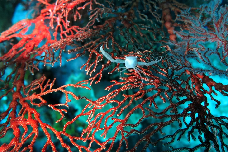 Quadrella coronata, Melithaea ochracea