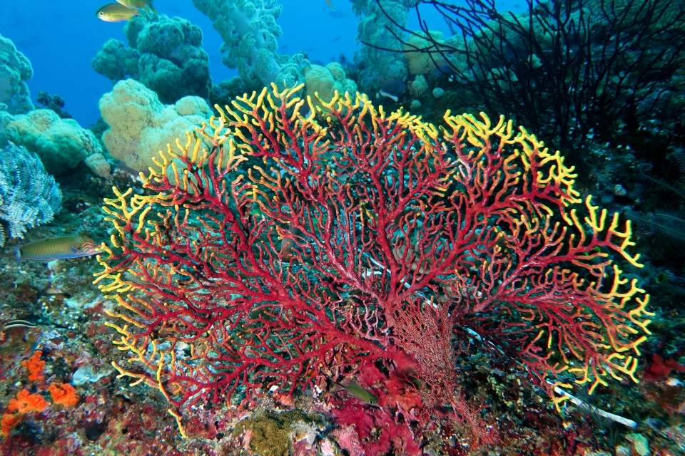 Acanthogorgia Sp.