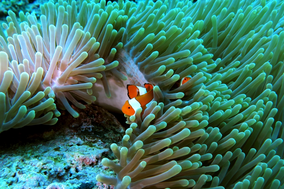 Amphiprion ocellaris, Heteractis magnifica