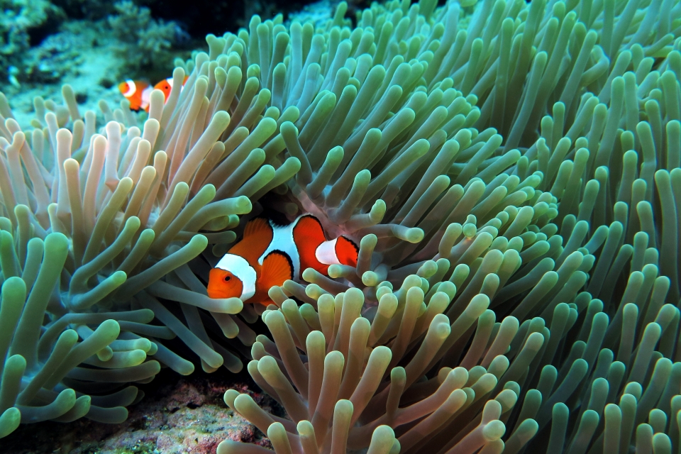 Amphiprion ocellaris, Heteractis magnifica