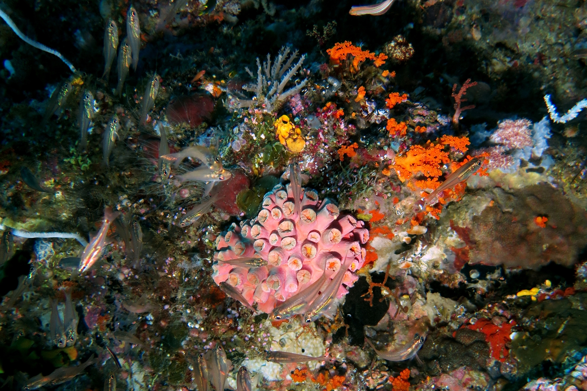 Rhabdamia gracilis, Tubastraea coccinea