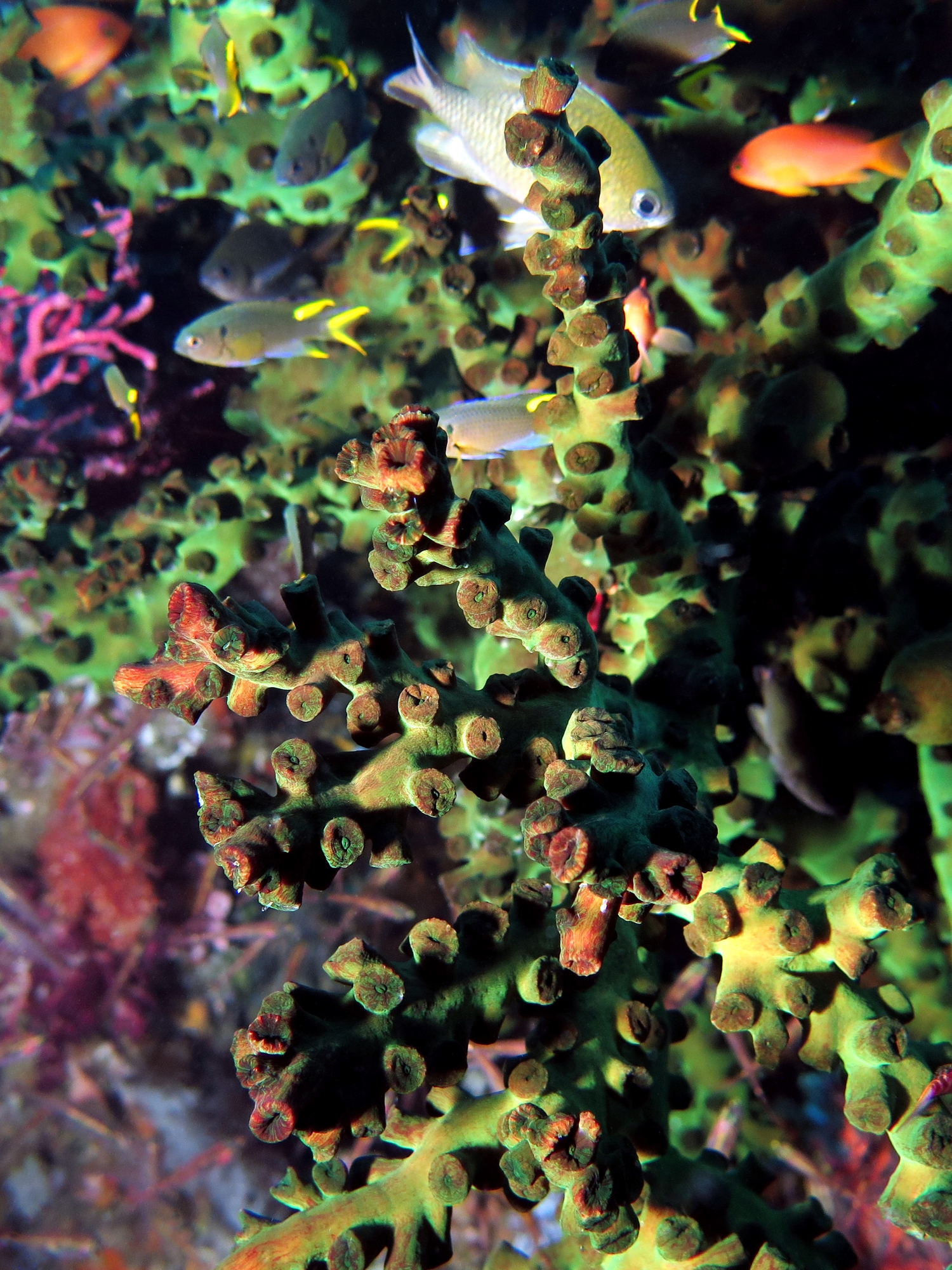 Tubastraea micranthus