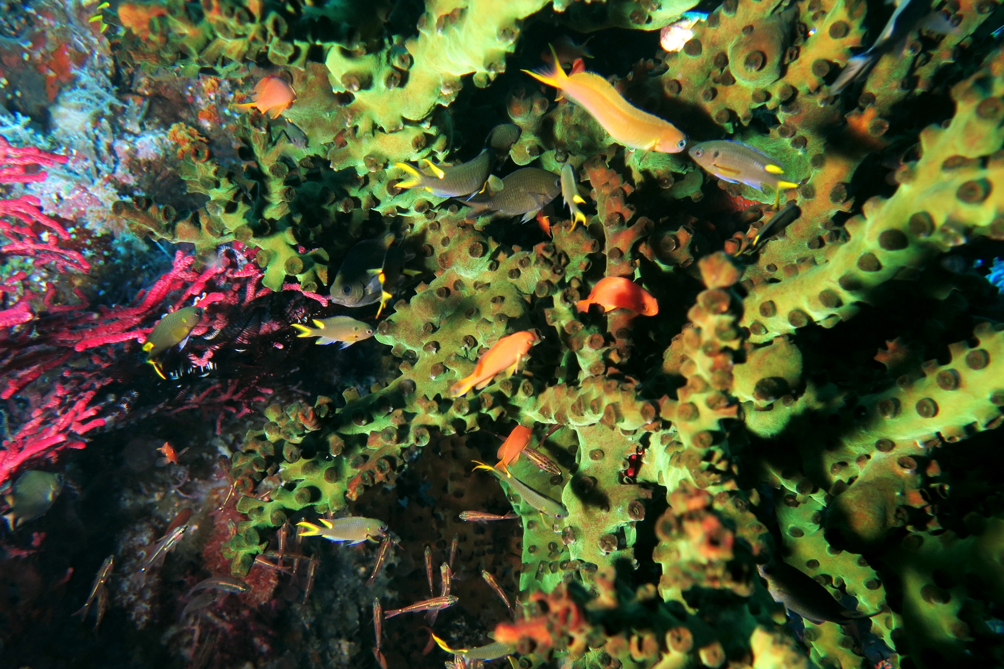 Tubastraea micranthus, Neopomacentrus cyanomos, Escenius midas