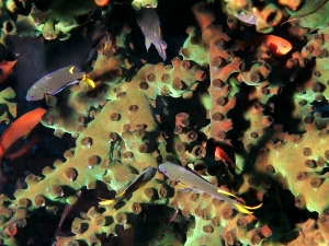 Tubastraea micranthus, Neopomacentrus cyanomos, Pseudanthias