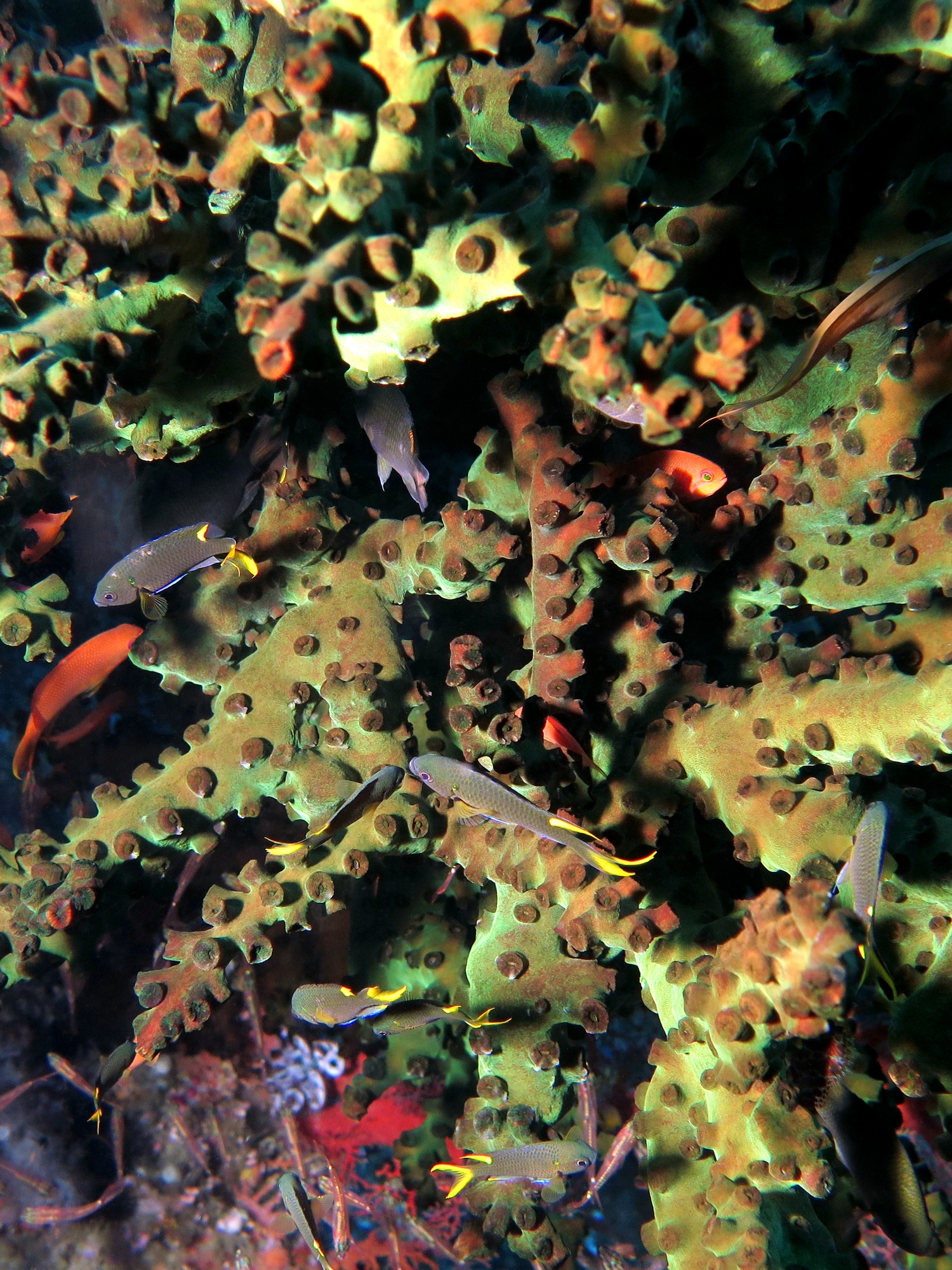 Tubastraea micranthus, Neopomacentrus cyanomos, Pseudanthias