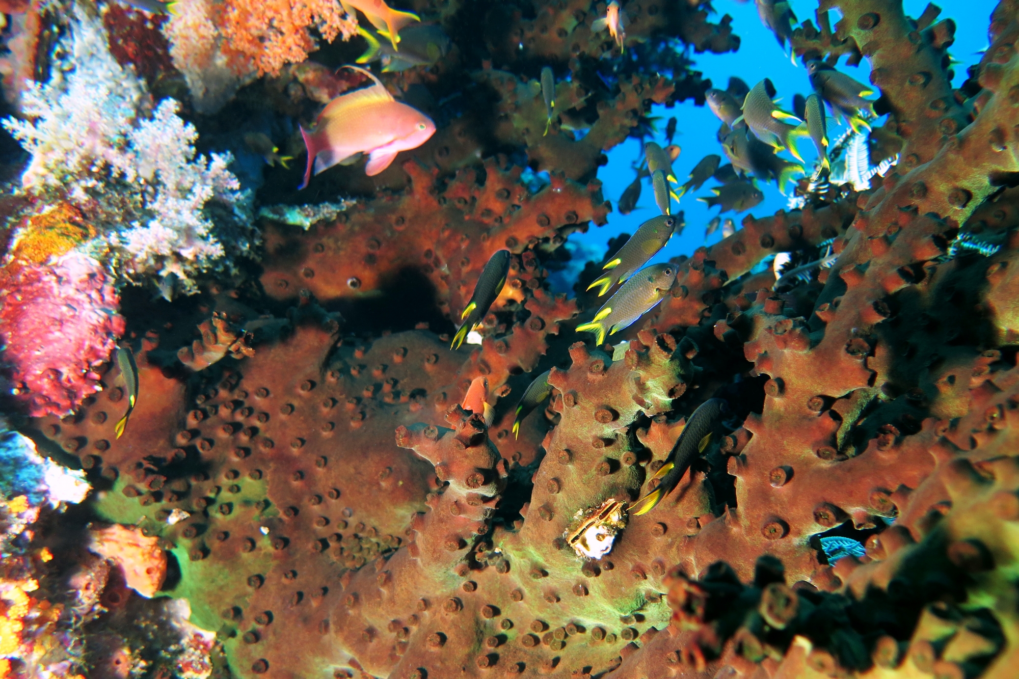 Tubastraea micranthus, Neopomacentrus cyanomos, Pseudanthias squamipinnis